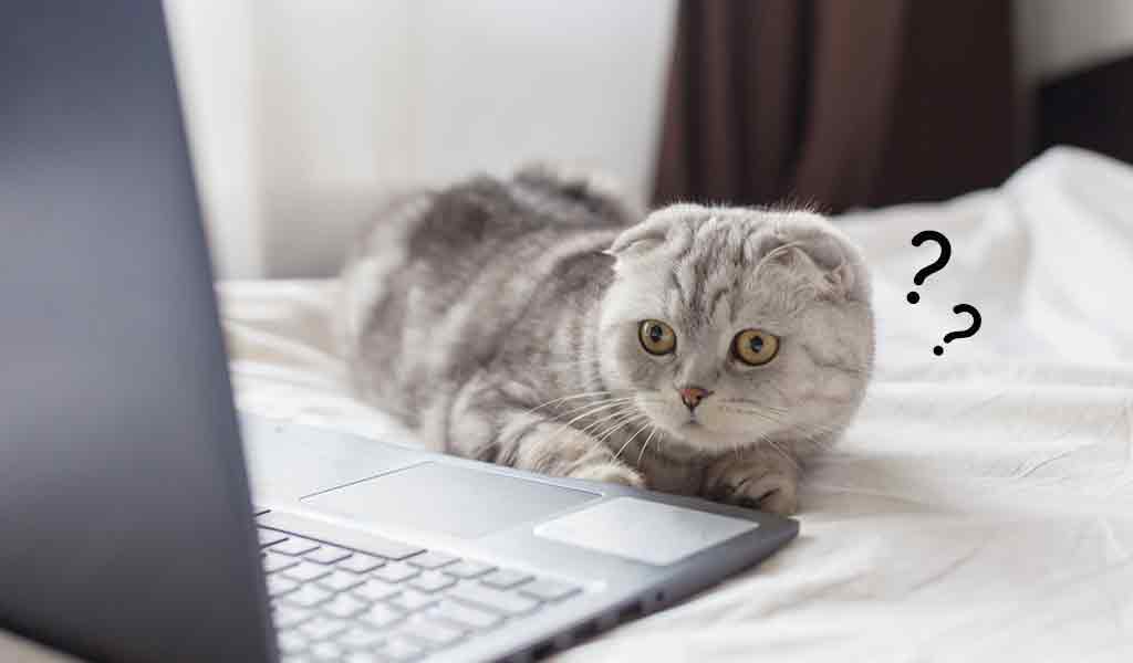 ノートパソコンでブラウザを見ている猫