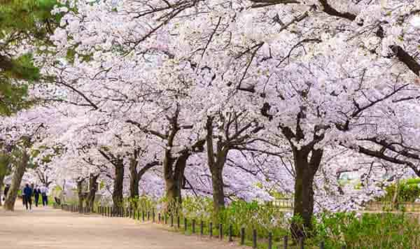 夙川公園の桜並木